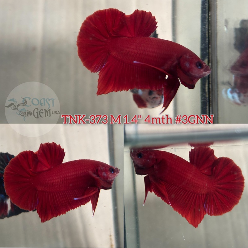Live Male Betta Super Red Solid color Plakad (TNK-373) High quality what you see what you get!!