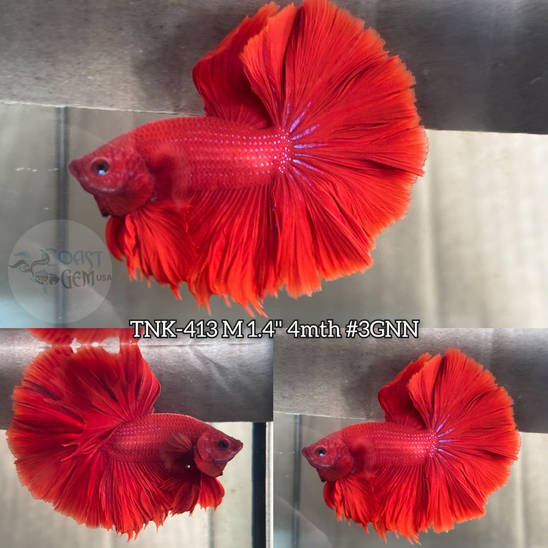 Live Male Betta Super Red Solid Halfmoon (TNK-413) S206  what you see what you get!!