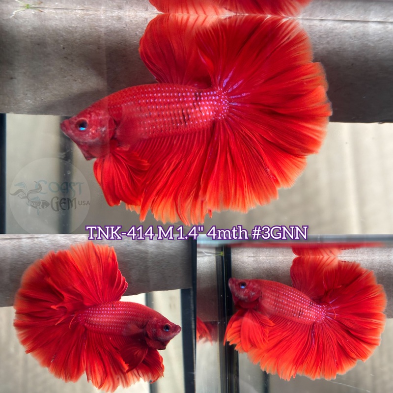Live Male Betta Super Red Solid OverHalfmoon (TNK-414) S207 what you see what you get!!