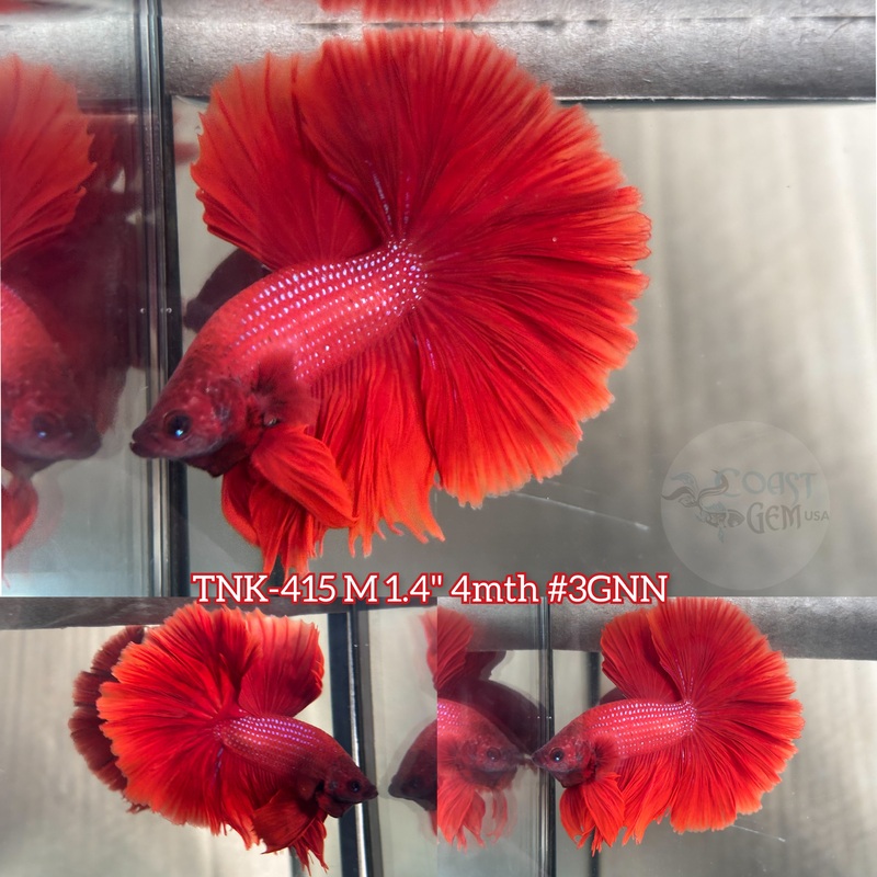 Live Male Betta Super Red Solid OverHalfmoon (TNK-415) S215 what you see what you get!!