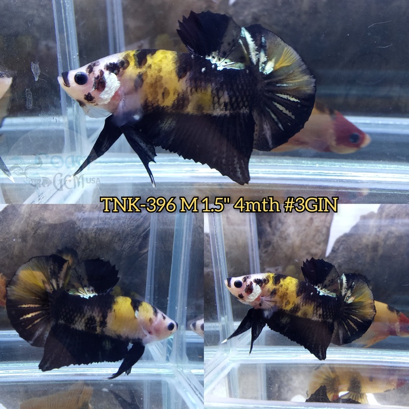 Live Male Betta Yellow Black Koi Plakad (TNK-396)  S261 High quality what you see what you get!!