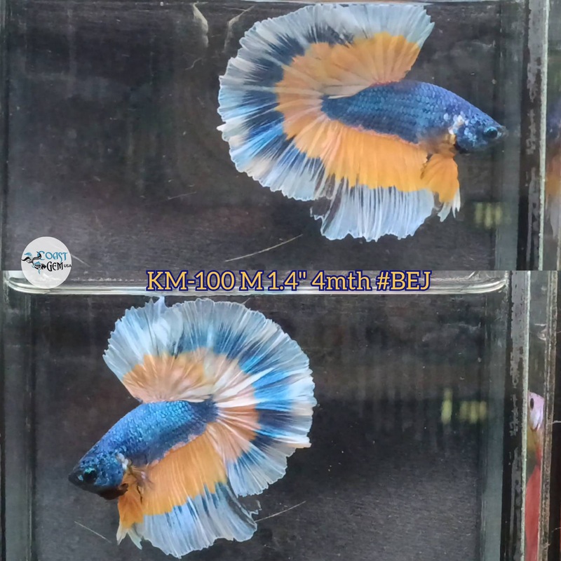Live Male Betta Yellow blue mustard Gas Halfmoon (KM-100) S126 what you see what you get!!