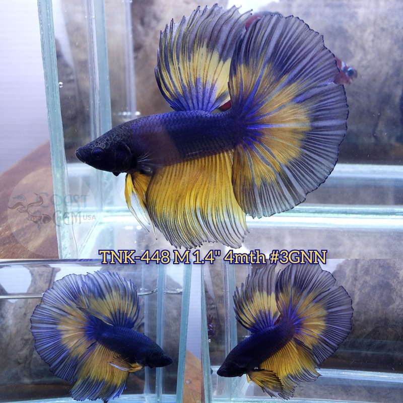Live Male Betta Yellow blue mustard Gas Halfmoon (TNK-448) S355 what you see what you get!!