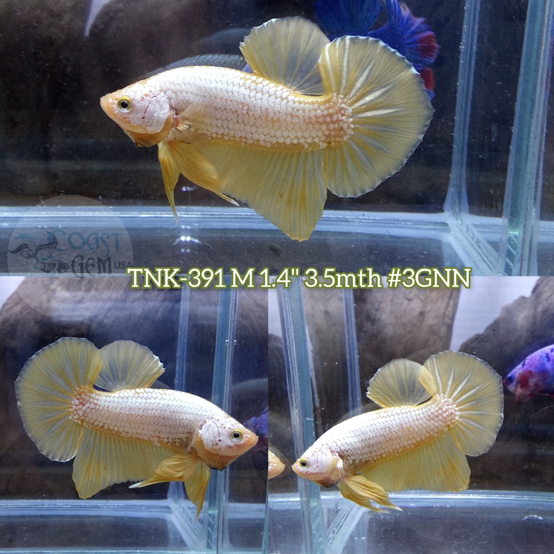Live Male Betta Yellow Dragon Plakad (TNK-391) S354 High quality what you see what you get!!