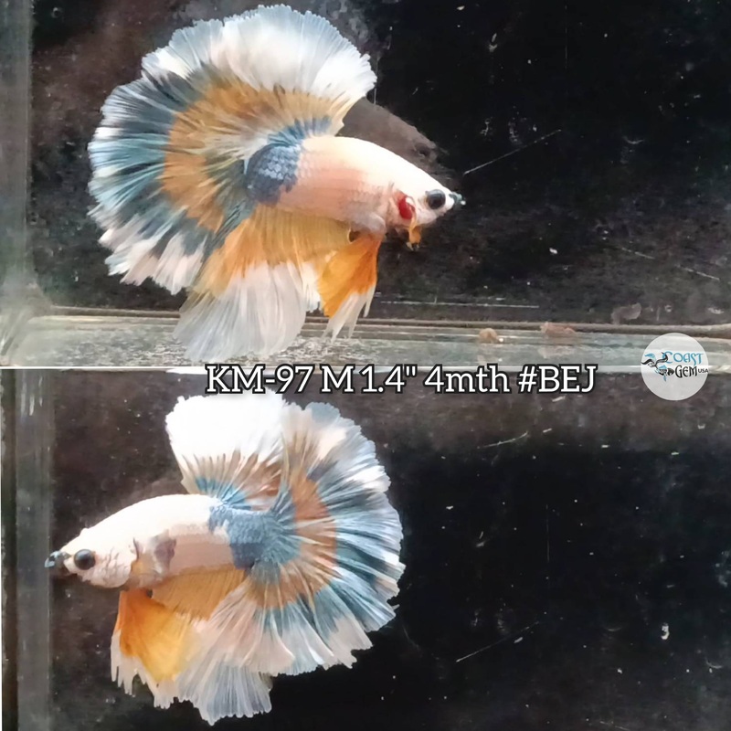 Live Male Betta Yellow Fancy Halfmoon Rosetail (KM-97) S072 what you see what you get!!