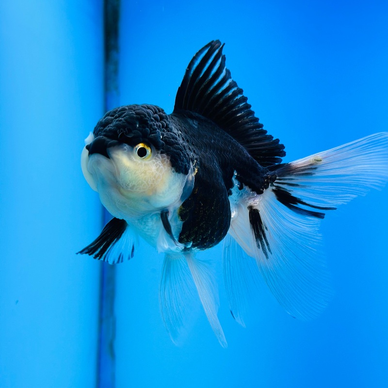 Panda Thai Oranda 3.5 inch Body Female (KP-063) R1B08