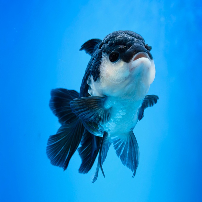 Panda Thai Oranda 3.5 inch Body Female (KP-064) R1B08