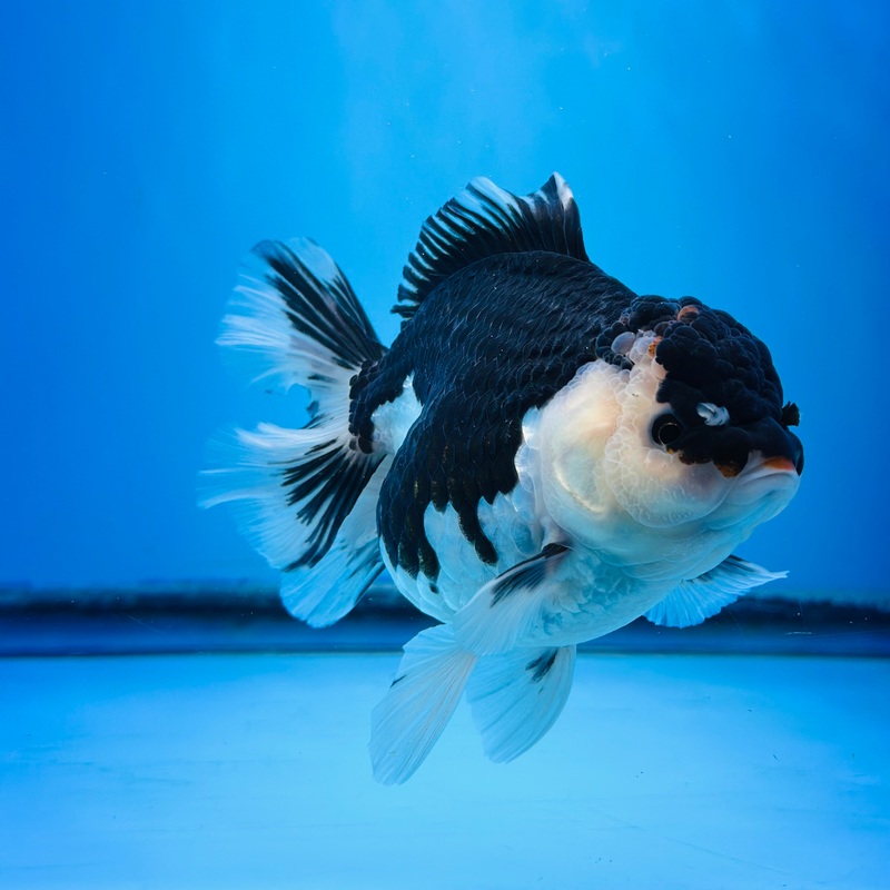 Panda Thai Oranda 4.00 inch Body Female (KP-048) R1A14