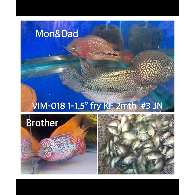 (SxB-KF) Super Pearly Kamfa Fry Flowerhorn