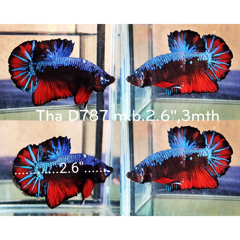 (THA-787) RED NEMO EMERALD GIANT MALE BETTA