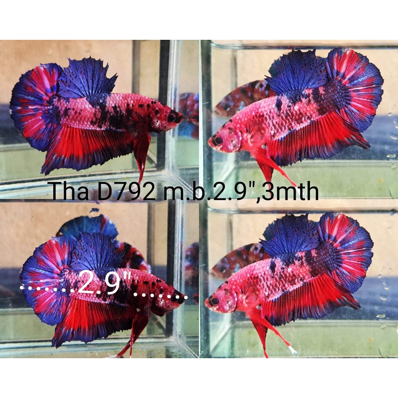 (THA-792) PINK CANDY GIANT MALE BETTA