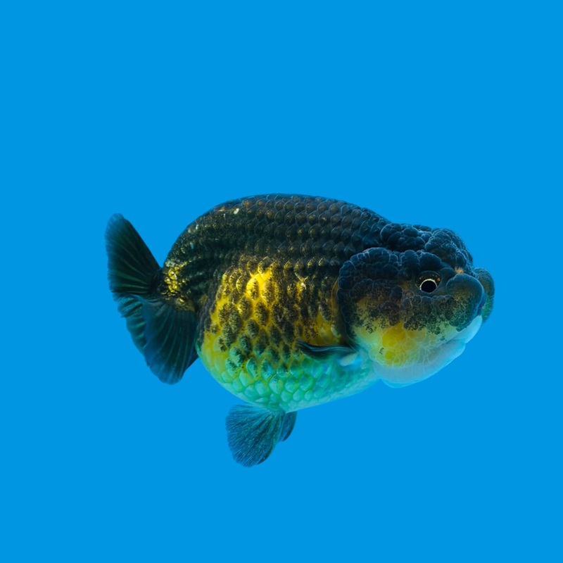 Thai Apache Dragon Head Lionchu Ranchu 3.00 inch Body (KP-029)