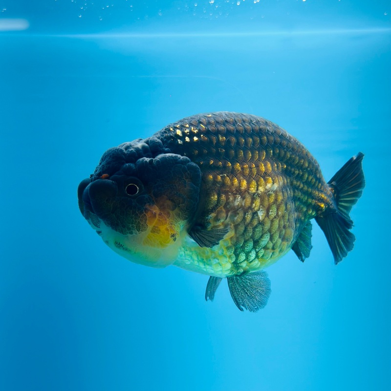 Thai Apache Dragon Head Lionchu Ranchu 3.00 inch Body (KP-032)