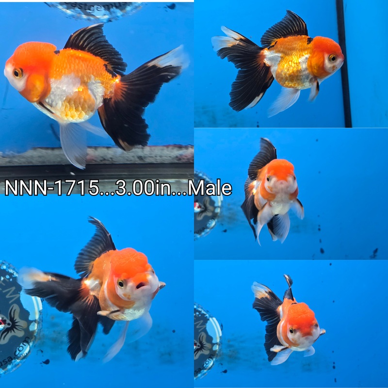 Thai Apache Oranda 3.00 inch Body Male (NNN-1715)R4B09