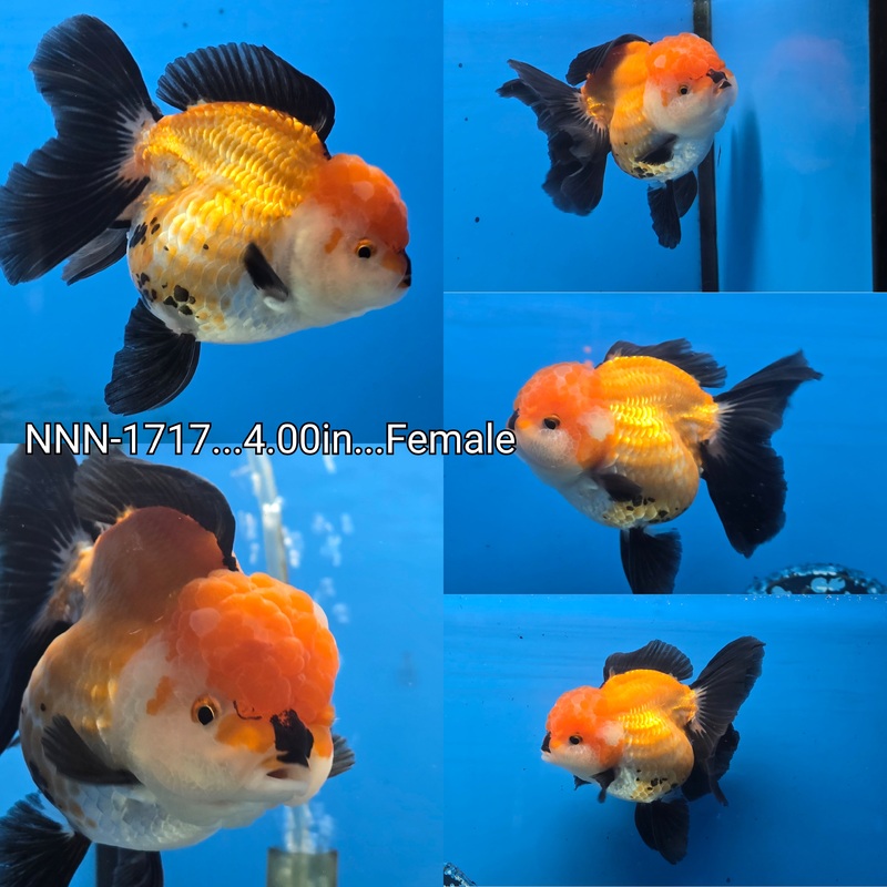 Thai Apache Oranda 4.00 inch Body Female (NNN-1717)R4B10