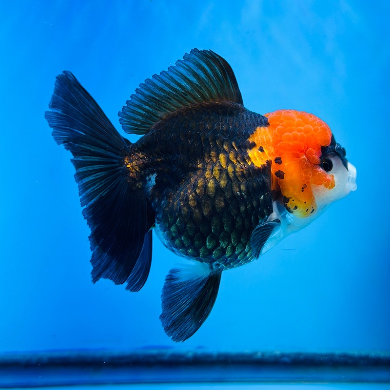 Thai Black Body Red Cap Oranda 4.00 inch Body Female (KP-035)R1A13