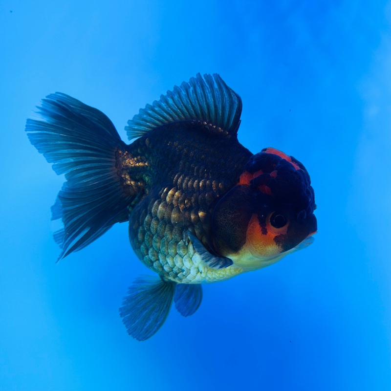 Thai Black Body Red Cap Oranda 4.00 inch Body Female (KP-043) R1A13
