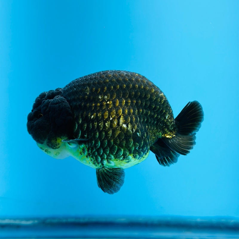 Thai Black Hybrid Dragon Head Lionchu Ranchu 3.00 inch Body (KP-023)