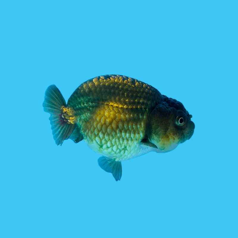 Thai Black Hybrid Dragon Head Lionchu Ranchu 3.00 inch Body (KP-034)