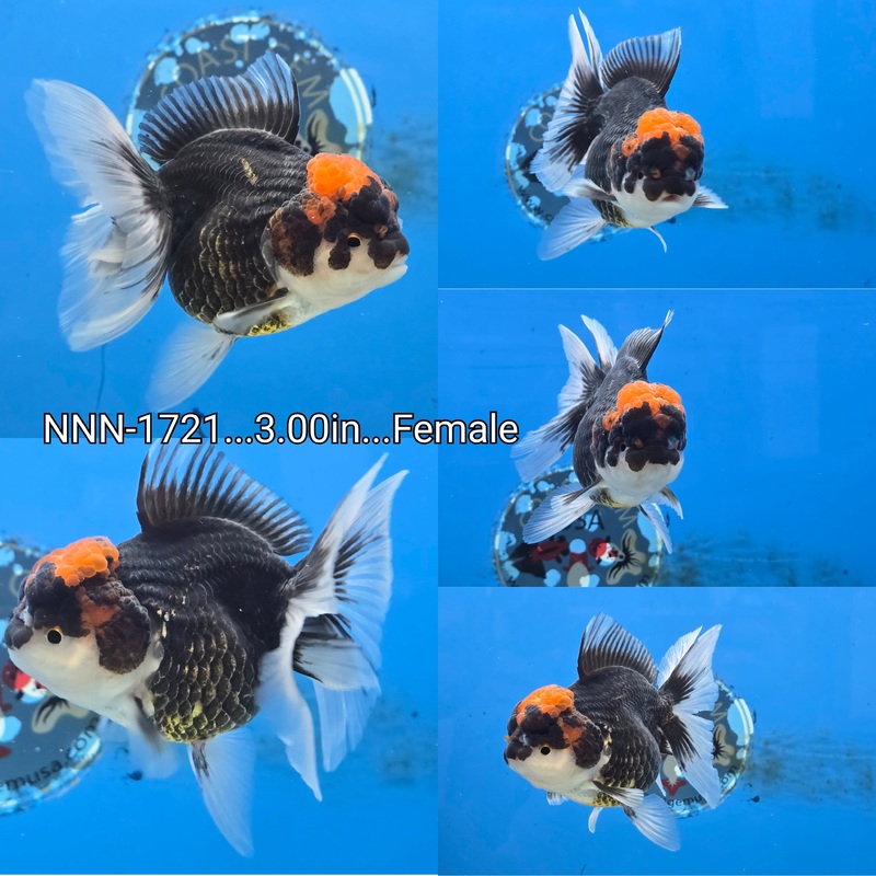 Thai Black Red Cap Oranda Peacock Tail 3.00 inch Body Female (NNN-1721)R4B13