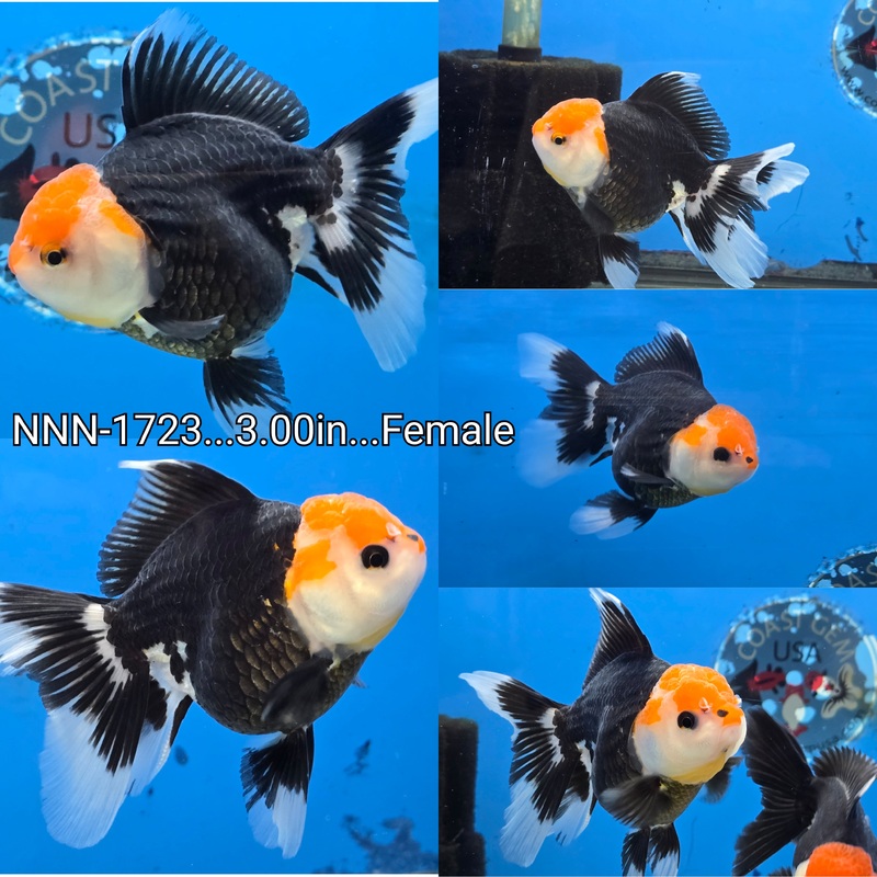 Thai Black Red Cap Oranda Peacock Tail 3.00 inch Body Female (NNN-1723)R4B14