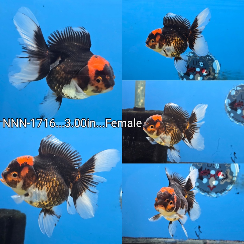 Thai Black Red Head Oranda 3.00 inch Body Female (NNN-1716)R4B10