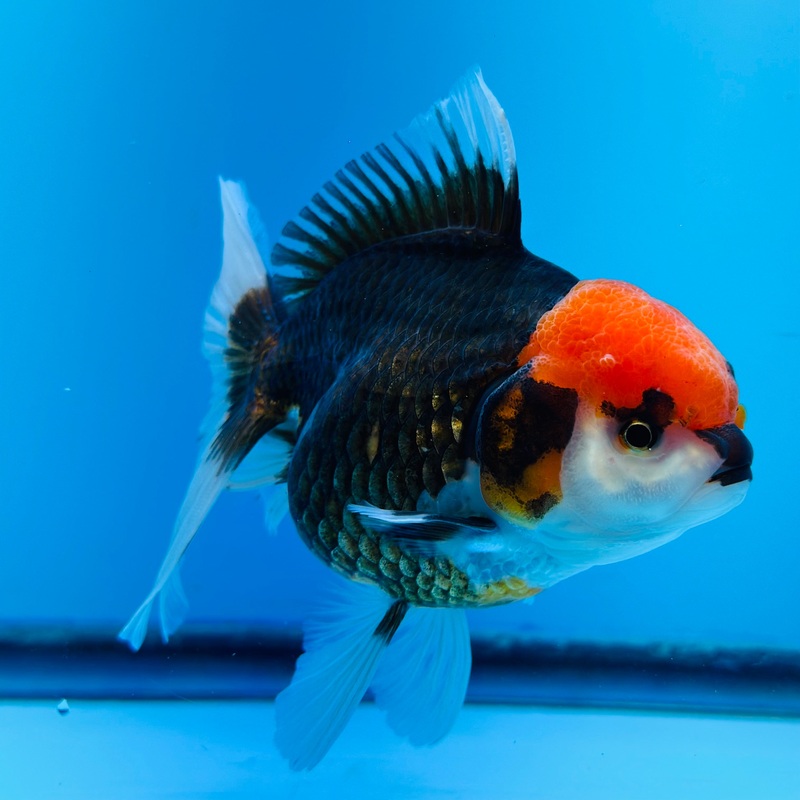 Thai Black Red Head Oranda 4.00 inch Body Female (KP-044) R1A13