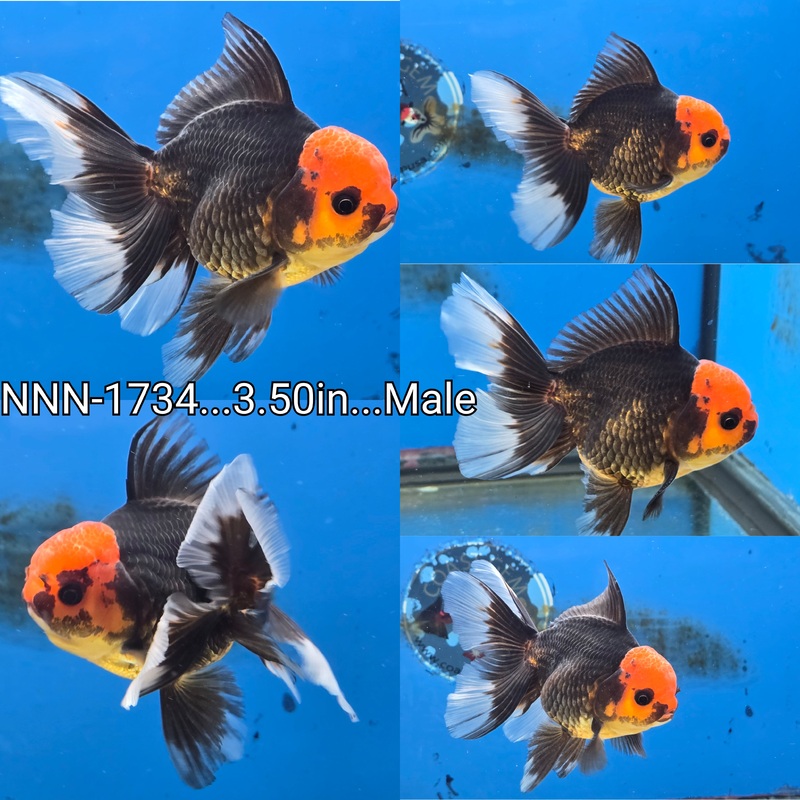 Thai Black Red Head Peacock Tail Oranda 3.50 inch Body Male (NNN-1734)R1B12