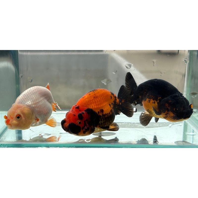 Thai High Ranchu Special Color Pack of 3 High Breed Ranchu Junior Young Lot of Room to Grow Grow Your Own (3 months old size 2.5 body) R4C04