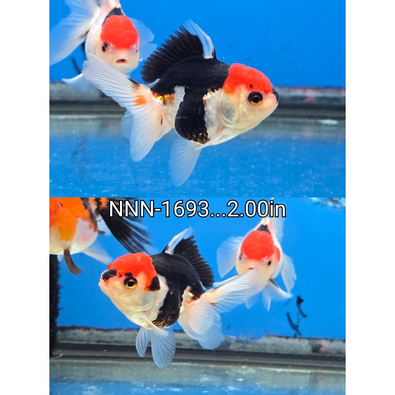 Thai Junior Tri Color Oranda 2.00 inch Body (NNN-1693)R4B01