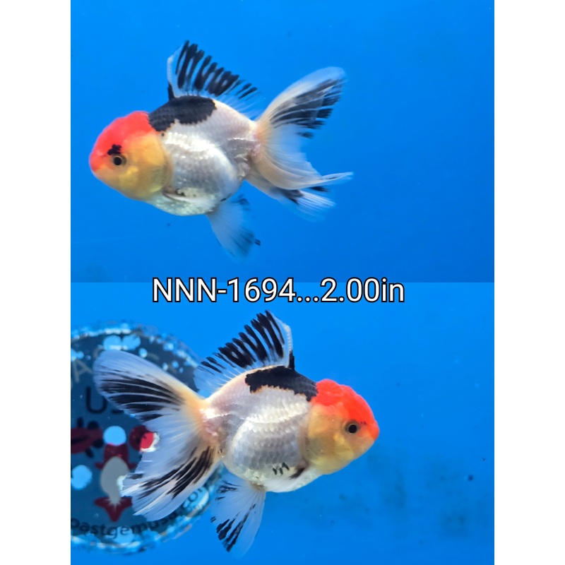 Thai Junior Tri Color Oranda 2.00 inch Body (NNN-1694)R4B01