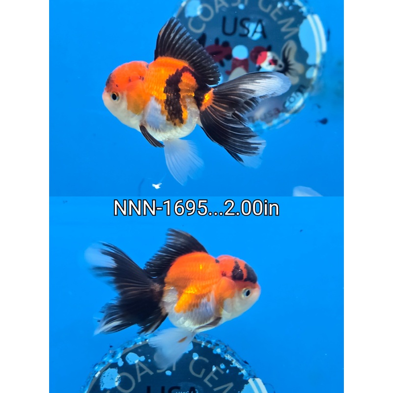 Thai Junior Tri Color Oranda 2.00 inch Body (NNN-1695)R4B01