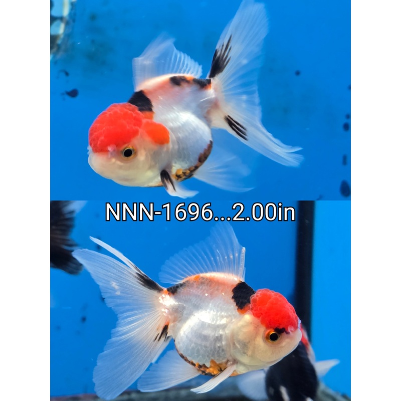 Thai Junior Tri Color Oranda 2.00 inch Body (NNN-1696)R4B01
