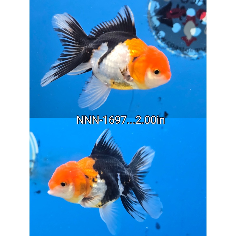 Thai Junior Tri Color Oranda 2.00 inch Body (NNN-1697)R4C07