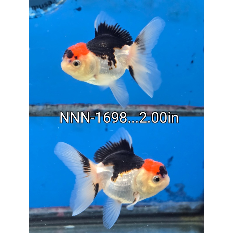 Thai Junior Tri Color Oranda 2.00 inch Body (NNN-1698)R4C07