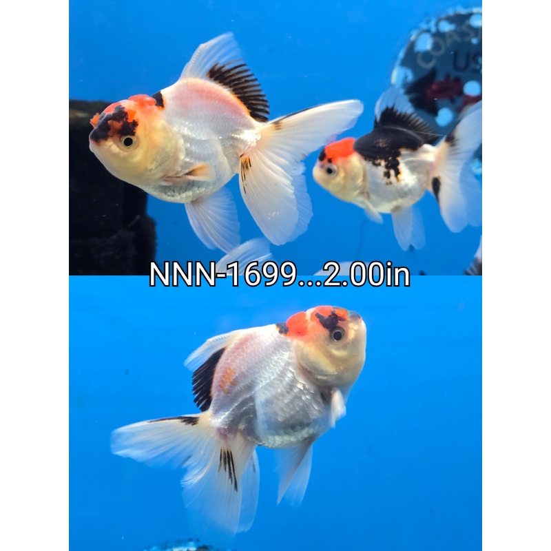 Thai Junior Tri Color Oranda 2.00 inch Body (NNN-1699)R4C07