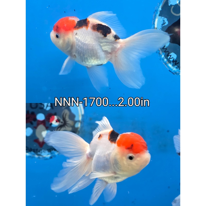 Thai Junior Tri Color Oranda 2.00 inch Body (NNN-1700)R4C07