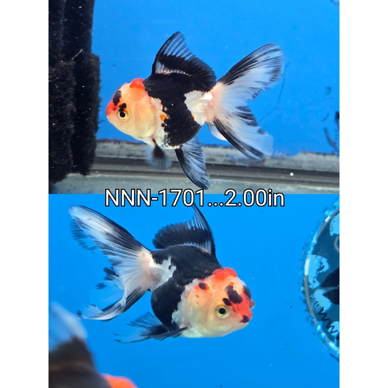 Thai Junior Tri Color Oranda 2.00 inch Body (NNN-1701)R4B07