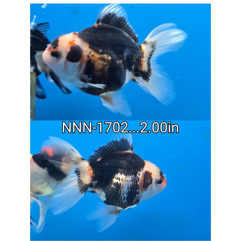 Thai Junior Tri Color Oranda 2.00 inch Body (NNN-1702)R4B07