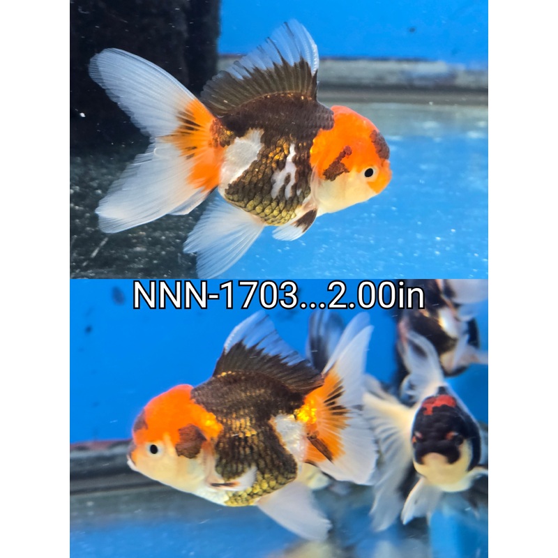 Thai Junior Tri Color Oranda 2.00 inch Body (NNN-1703)R4B07
