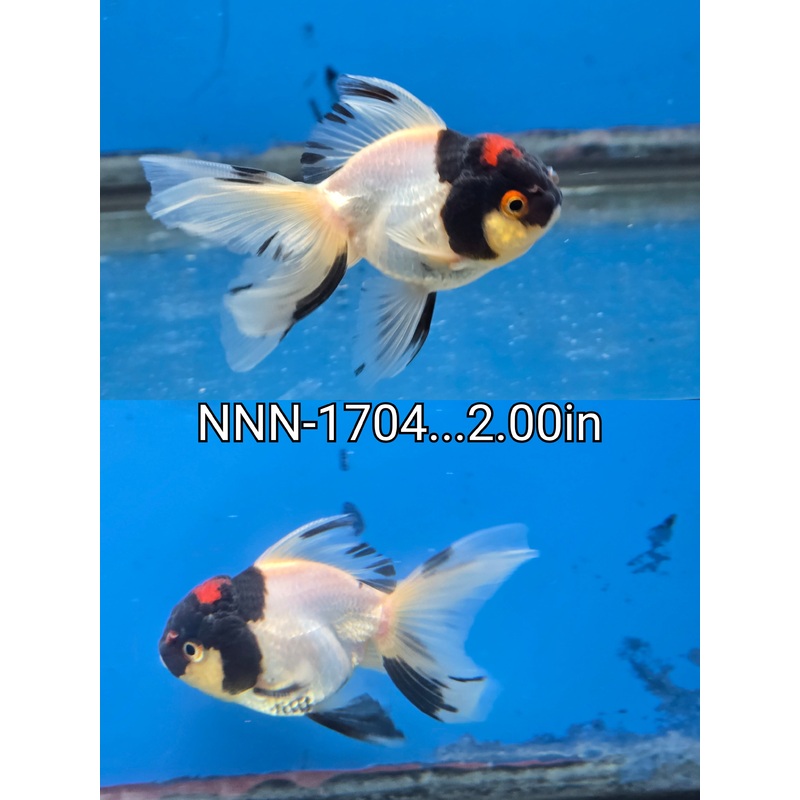 Thai Junior Tri Color Oranda 2.00 inch Body (NNN-1704)R4B07
