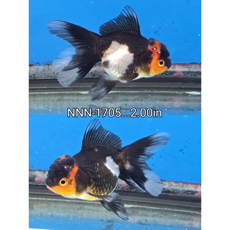 Thai Junior Tri Color Oranda 2.00 inch Body (NNN-1705)R4C03