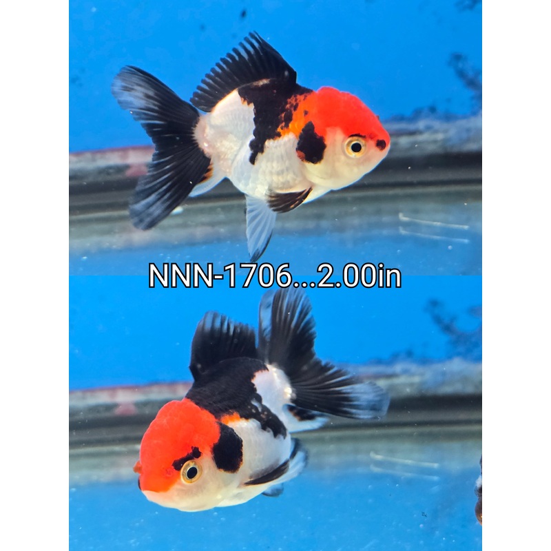 Thai Junior Tri Color Oranda 2.00 inch Body (NNN-1706)R4C03