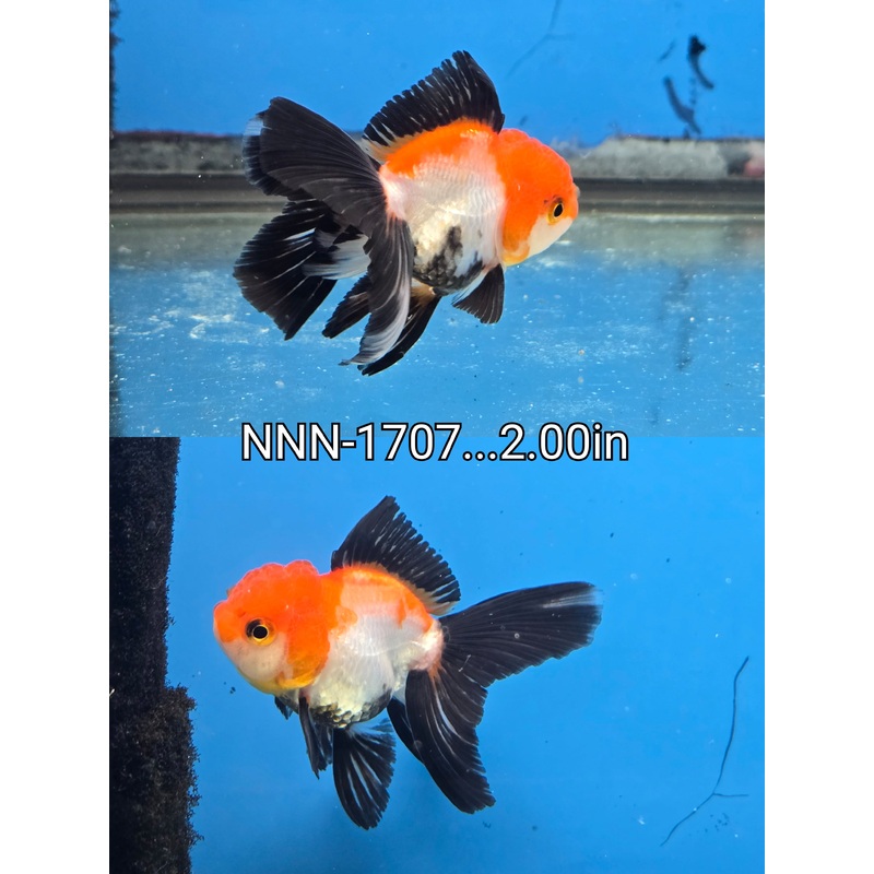 Thai Junior Tri Color Oranda 2.00 inch Body (NNN-1707)R4C03