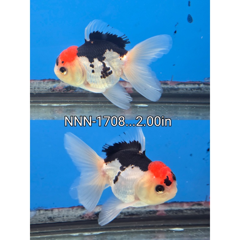 Thai Junior Tri Color Oranda 2.00 inch Body (NNN-1708)R4C03