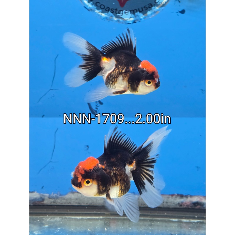 Thai Junior Tri Color Oranda 2.00 inch Body (NNN-1709)R4C05