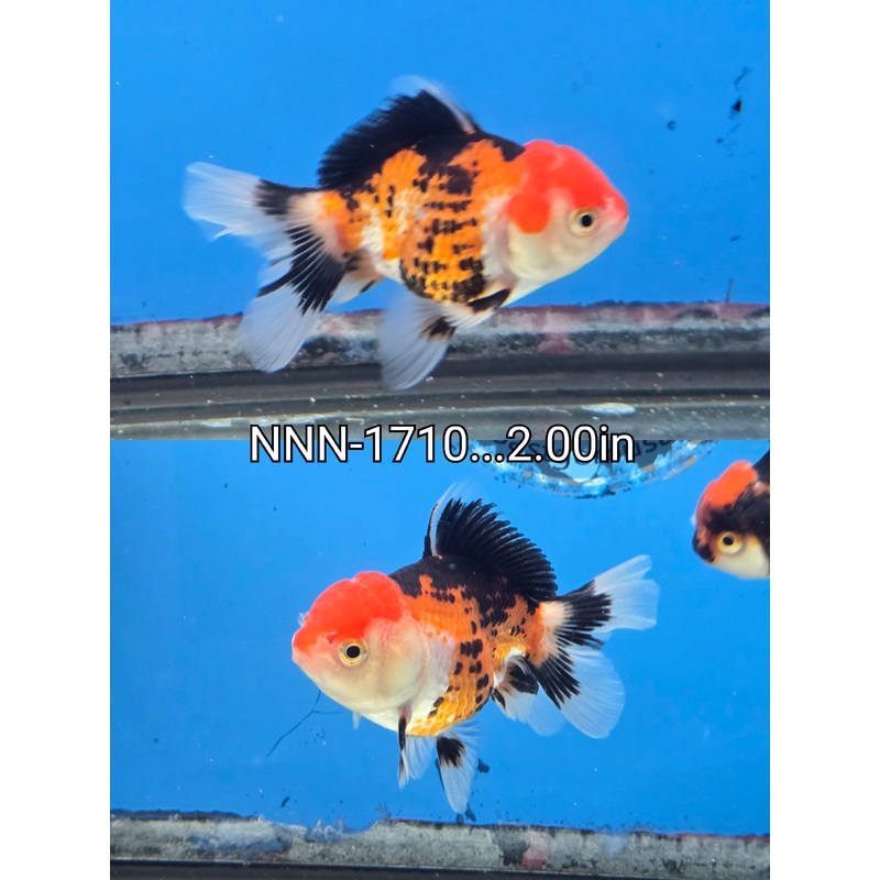 Thai Junior Tri Color Oranda 2.00 inch Body (NNN-1710)R4C05