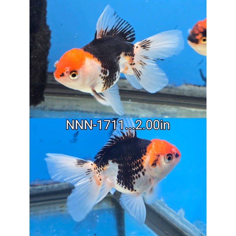 Thai Junior Tri Color Oranda 2.00 inch Body (NNN-1711)R4C05