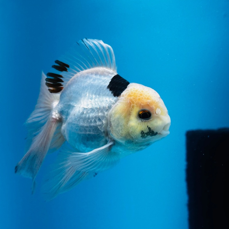 Thai Panda Giant Breed Orchid Tail Oranda 3.00 inch Body (KP-015)R1B09