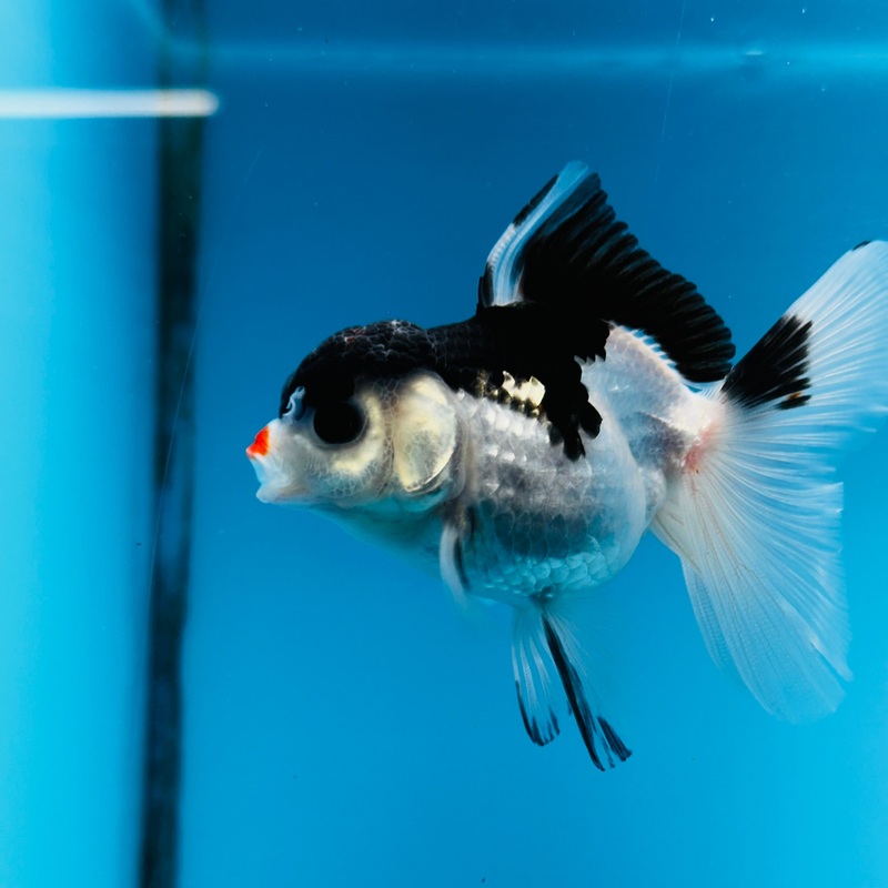 Thai Panda Giant Breed Orchid Tail Oranda 3.00 inch Body (KP-020)